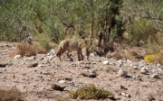 61Searchi the coyote