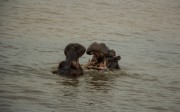 3662014-12-13-1 Hippos in St Lucia Tour-009