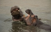 3722014-12-13-1 Hippos in St Lucia Tour-032