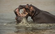 3692014-12-13-1 Hippos in St Lucia Tour-016