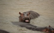 3692014-12-13-1 Hippos in St Lucia Tour-016