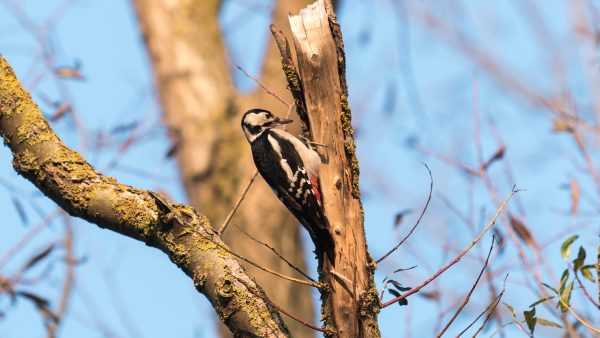 932A Great Spotted Woodpecker Pecking Wood