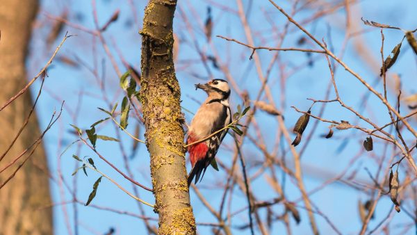 932A Great Spotted Woodpecker Pecking Wood