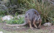 1594094-2017-06-09-kangaroo-island